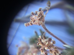 Lomatium macrocarpum