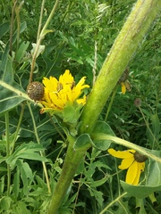 Silphium laciniatum