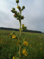 Silphium laciniatum