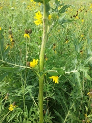 Silphium laciniatum