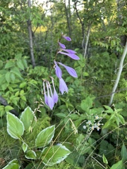 Hosta sieboldii