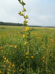 Silphium laciniatum