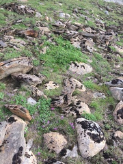 Primula tschuktschorum