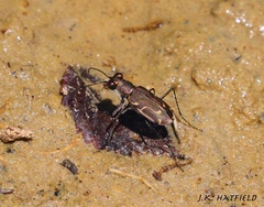 Cicindela tenuisignata