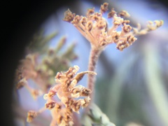 Lomatium macrocarpum