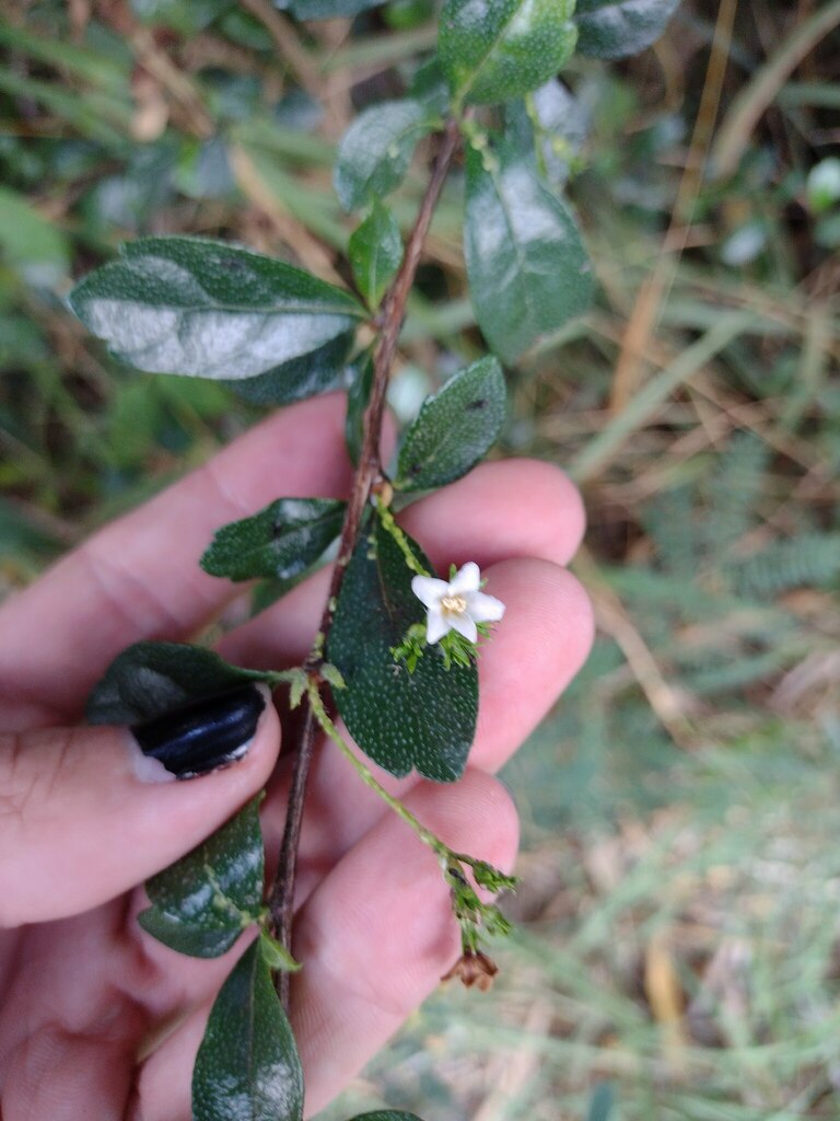 Fukien tea tree