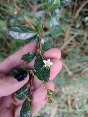 Ehretia microphylla