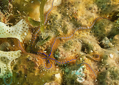 Ophiotrichidae