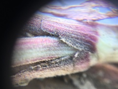 Lomatium macrocarpum