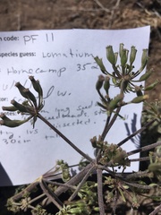 Lomatium macrocarpum