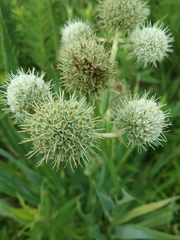 Eryngium yuccifolium