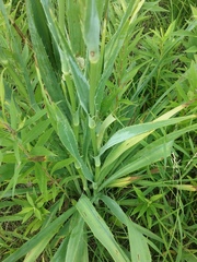 Eryngium yuccifolium