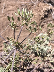 Lomatium macrocarpum