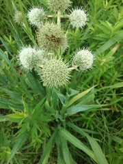 Eryngium yuccifolium