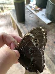 Morpho achilles