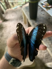 Morpho achilles