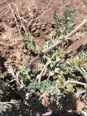 Lomatium macrocarpum