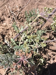 Lomatium macrocarpum
