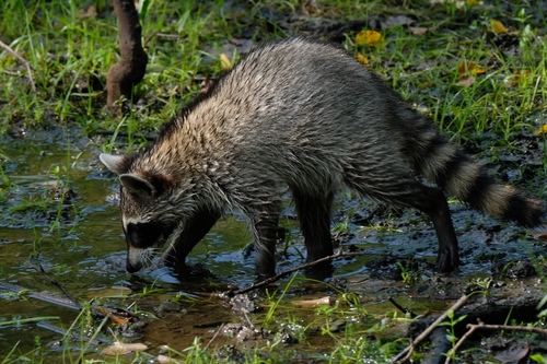 Common Raccoon photographed in Texas