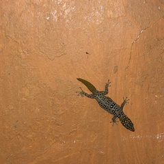 Sphaerodactylus copei