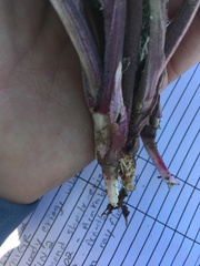 Lomatium macrocarpum