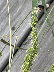 Setaria italica