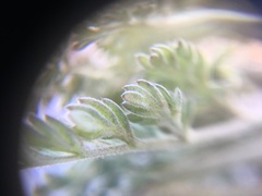 Lomatium macrocarpum