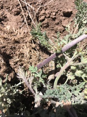 Lomatium macrocarpum