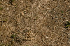 Chloris divaricata cynodontoides
