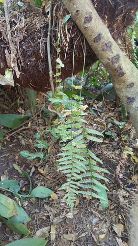 Goniophlebium persicifolium, photograph 6