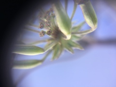 Lomatium macrocarpum