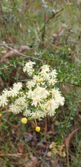 Acacia hubbardiana