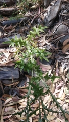 Cirsium vulgare image