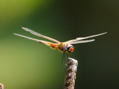 Tramea basilaris