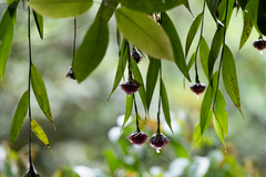 Elleanthus capitatus