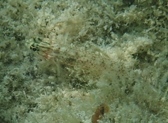 Coryphopterus dicrus