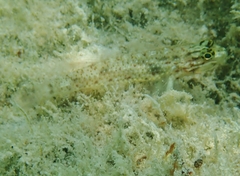 Coryphopterus dicrus