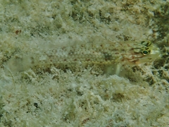 Coryphopterus dicrus