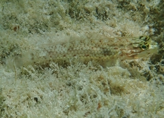 Coryphopterus dicrus