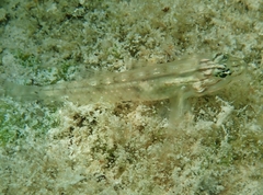 Coryphopterus glaucofraenum