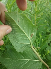Parthenium integrifolium