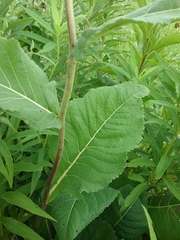 Parthenium integrifolium