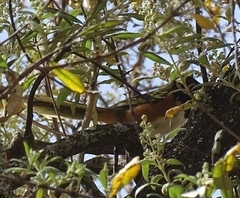 Pipilo maculatus macronyx