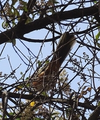 Pipilo maculatus macronyx