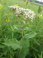 Parthenium integrifolium