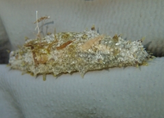 Holothuria floridana