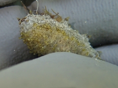 Holothuria floridana