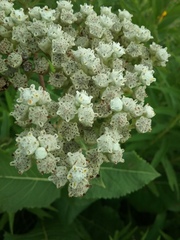 Parthenium integrifolium