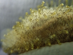 Holothuria floridana