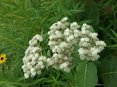 Parthenium integrifolium